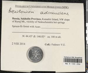 Aquilonium adscendens (Lindb.) Hedenäs, Schlesak & D. Quandt, Bryophytes, Bryophytes - Russian Far East (excl. Chukotka & Kamchatka) (B20) (Russia)