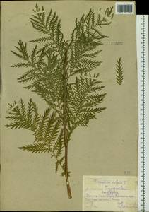 Tanacetum vulgare L., Siberia, Altai & Sayany Mountains (S2) (Russia)