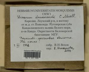 Dicranum drummondii Müll. Hal., Bryophytes, Bryophytes - Karelia, Leningrad & Murmansk Oblasts (B4) (Russia)