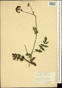 Pimpinella rhodantha Boiss., Caucasus, Georgia (K4) (Georgia)