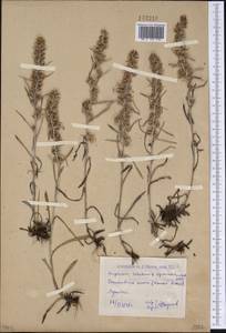 Omalotheca sylvatica (L.) Sch.Bip. & F.W.Schultz, Siberia, Western (Kazakhstan) Altai Mountains (S2a) (Kazakhstan)