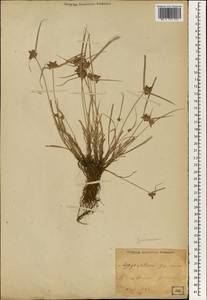 Cyperus, South Asia, South Asia (Asia outside ex-Soviet states and Mongolia) (ASIA) (Japan)