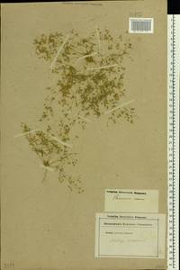 Hypertelis cerviana (L.) Thulin, Eastern Europe, Lower Volga region (E9) (Russia)