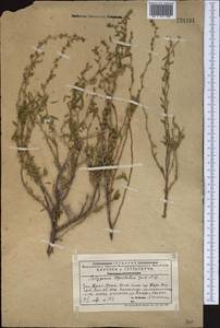 Polygonum thymifolium Jaub. & Spach, Middle Asia, Western Tian Shan & Karatau (M3) (Kazakhstan)