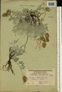 Psephellus marschallianus (Spreng.) C. Koch, Eastern Europe, Middle Volga region (E8) (Russia)