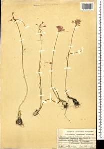 Allium kunthianum Vved., Caucasus, Azerbaijan (K6) (Azerbaijan)