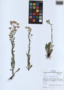 Erigeron politus Fr., Siberia, Altai & Sayany Mountains (S2) (Russia)