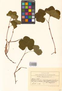 Rubus chamaemorus L., Eastern Europe, Northern region (E1) (Russia)