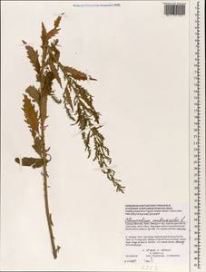 Dysphania ambrosioides (L.) Mosyakin & Clemants, South Asia, South Asia (Asia outside ex-Soviet states and Mongolia) (ASIA) (Vietnam)