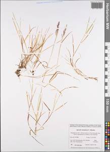 Agrostis stolonifera L., Eastern Europe, Northern region (E1) (Russia)