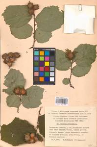 Corylus avellana L., Eastern Europe, Moscow region (E4a) (Russia)