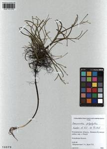 Ranunculus polyphyllus Waldst. & Kit. ex Willd., Siberia, Altai & Sayany Mountains (S2) (Russia)