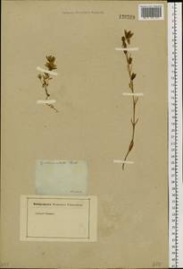 Lomatogonium rotatum (L.) Fr. ex Fernald, Siberia, Baikal & Transbaikal region (S4) (Russia)