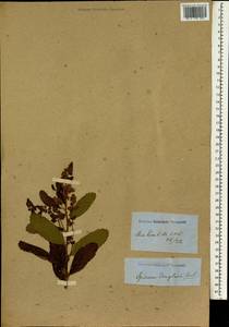 Spiraea douglasii Hook., Botanic gardens and arboreta (GARD) (Russia)