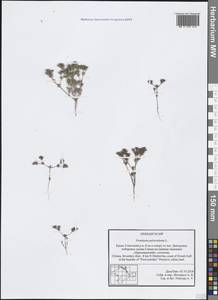 Frankenia pulverulenta L., Crimea (KRYM) (Russia)