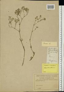 Gypsophila altissima L., Eastern Europe, Central forest-and-steppe region (E6) (Russia)