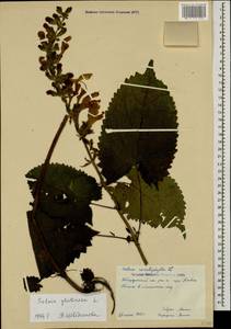 Salvia glutinosa L., Caucasus, Stavropol Krai, Karachay-Cherkessia & Kabardino-Balkaria (K1b) (Russia)