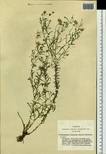 Heteropappus altaicus (Willd.) Novopokr., Siberia, Altai & Sayany Mountains (S2) (Russia)
