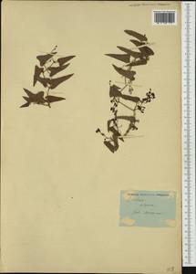 Smilax aspera L., Western Europe (EUR) (France)