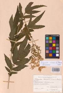 Filipendula ulmaria (L.) Maxim., Eastern Europe, Northern region (E1) (Russia)