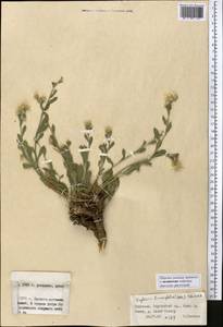 Rhinactinidia limoniifolia (Less.) Novopokr. ex Botsch., Middle Asia, Northern & Central Tian Shan (M4) (Kyrgyzstan)