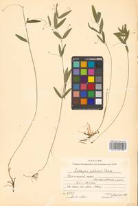 Lathyrus palustris subsp. palustris, Siberia, Russian Far East (S6) (Russia)