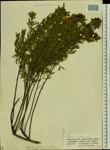 Chamaecytisus austriacus (L.) Link, Eastern Europe, Moldova (E13a) (Moldova)