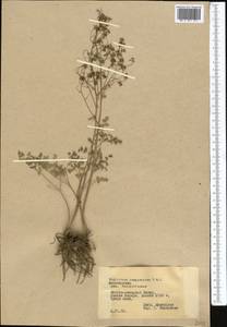 Thalictrum isopyroides C. A. Mey., Middle Asia, Pamir & Pamiro-Alai (M2) (Tajikistan)