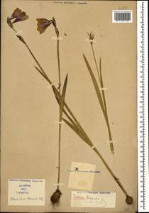 Gladiolus tenuis M.Bieb., Caucasus (no precise locality) (K0)