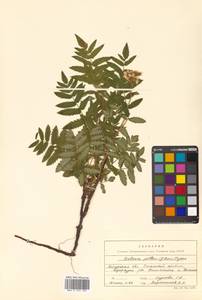 Sorbaria pallasii (G. Don) Pojark., Siberia, Russian Far East (S6) (Russia)