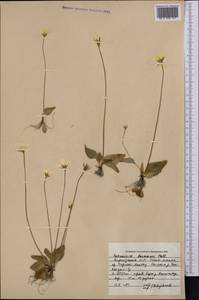 Parnassia laxmannii Pall. ex Schult., Middle Asia, Northern & Central Tian Shan (M4) (Kyrgyzstan)