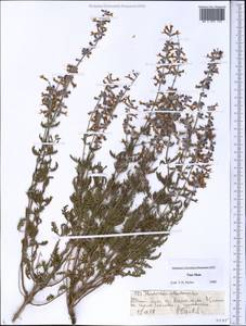 Perovskia abrotanoides Kar., Middle Asia, Northern & Central Tian Shan (M4) (Kyrgyzstan)