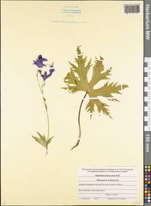 Delphinium flexuosum M. Bieb., Caucasus, Stavropol Krai, Karachay-Cherkessia & Kabardino-Balkaria (K1b) (Russia)