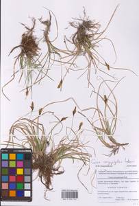 Carex caryophyllea Latourr., Eastern Europe, Moscow region (E4a) (Russia)