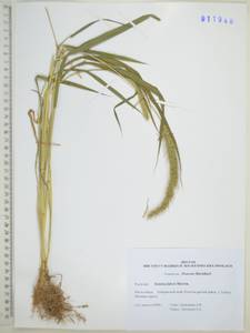 Setaria faberi R.A.W.Herrm., Siberia, Russian Far East (S6) (Russia)
