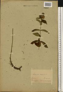 Lysimachia vulgaris L., Eastern Europe, Belarus (E3a) (Belarus)