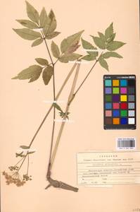 Angelica sylvestris L., Eastern Europe, Moscow region (E4a) (Russia)
