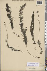 Utricularia × neglecta Lehm., Middle Asia, Muyunkumy, Balkhash & Betpak-Dala (M9) (Kazakhstan)