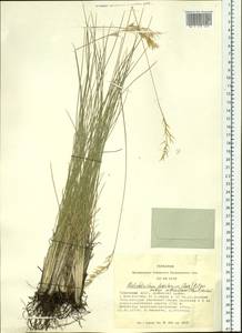 Helictotrichon desertorum (Less.) Pilg., Siberia, Altai & Sayany Mountains (S2) (Russia)