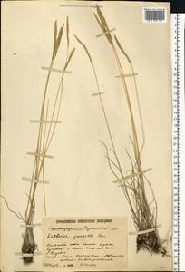 Koeleria pyramidata (Lam.) P.Beauv., Eastern Europe, Lower Volga region (E9) (Russia)