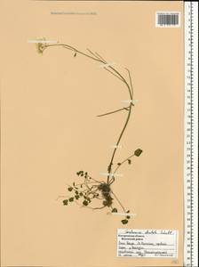 Cardamine pratensis subsp. dentata (Schult.) Celak., Eastern Europe, Central forest region (E5) (Russia)