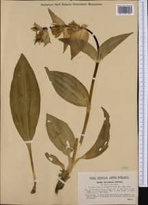 Gentiana burseri subsp. villarsii (Griseb.) Rouy, Western Europe (EUR) (Italy)