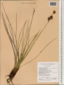 Juncus acutus L., South Asia, South Asia (Asia outside ex-Soviet states and Mongolia) (ASIA) (Cyprus)