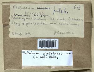 Ptilidium pulcherrimum (Weber) Vain., Bryophytes, Bryophytes - Middle Russia (B6) (Russia)
