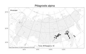 Ptilagrostis alpina (F.Schmidt) Sipliv., Atlas of the Russian Flora (FLORUS) (Russia)