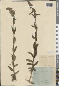 Stachys palustris L., Eastern Europe, Central forest region (E5) (Russia)