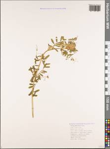 Vicia pannonica Crantz, Caucasus, Black Sea Shore (from Novorossiysk to Adler) (K3) (Russia)