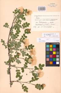 Rosa spinosissima L., Eastern Europe, Moscow region (E4a) (Russia)