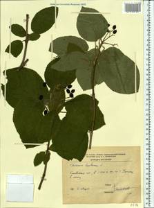 Viburnum lantana L., Eastern Europe, South Ukrainian region (E12) (Ukraine)