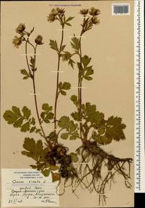 Geum rivale L., Caucasus, South Ossetia (K4b) (South Ossetia)